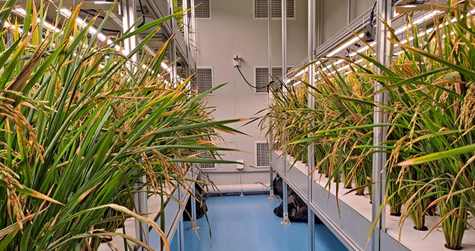 Seed accelerator project of the Institute of Urban Agriculture, Chinese Academy of Agricultural Sciences