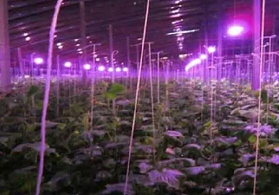 植物照明