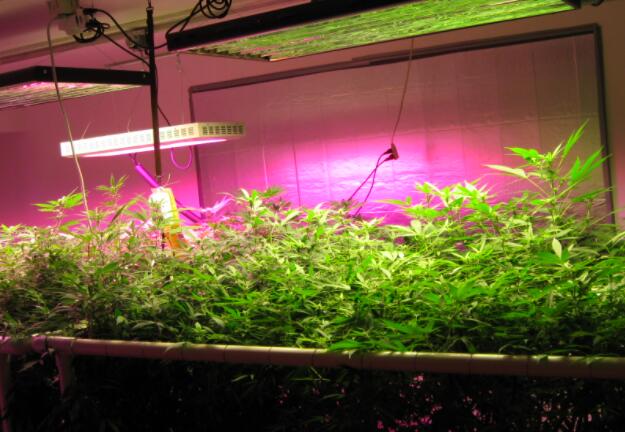 植物照明
