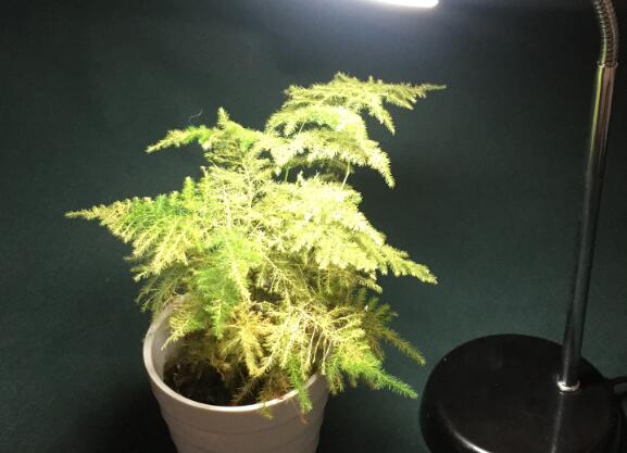 植物照明