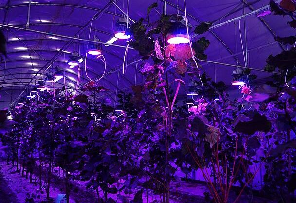 植物照明
