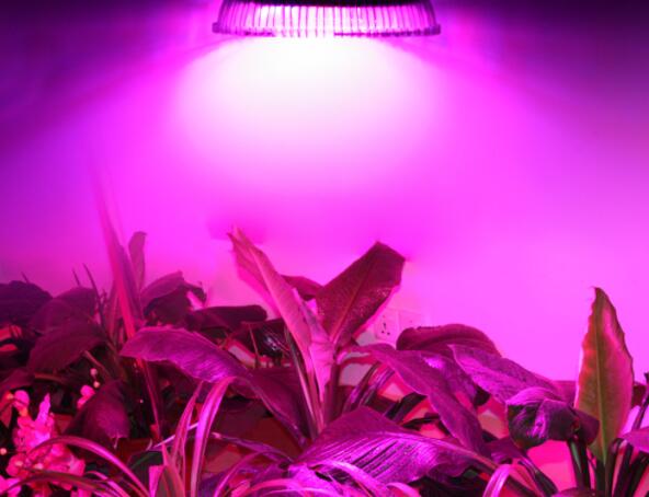 植物照明