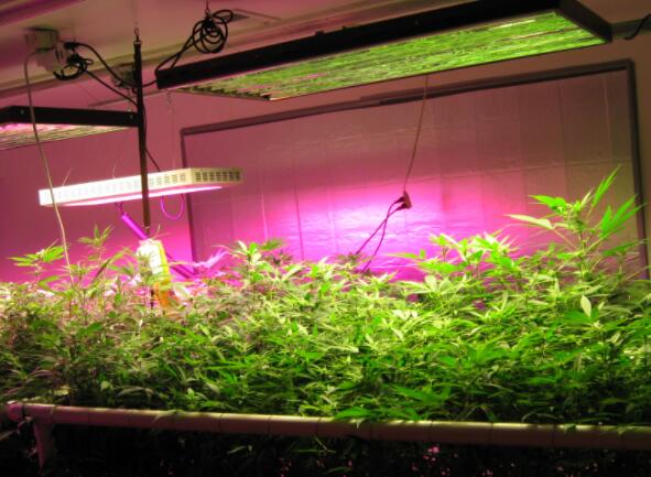 植物照明