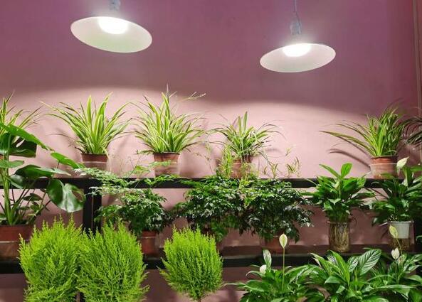 植物照明