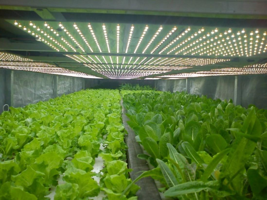 绿色蔬菜照明电源.png