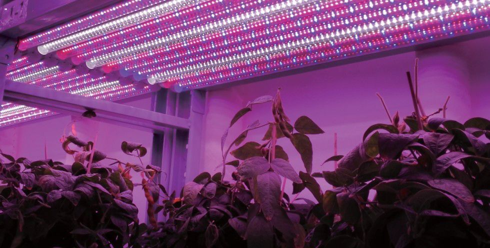 植物照明.png